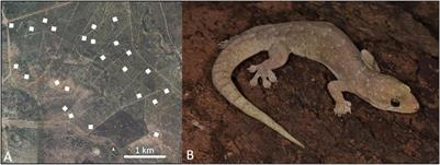 Afraid of the Dark? The Influence of Natural and Artificial Light at Night on the Behavioral Activity of a Nocturnal Gecko